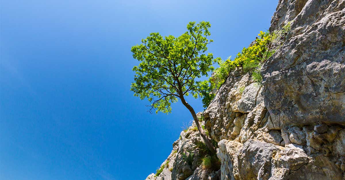 A tree growing out of a rocky mountain.